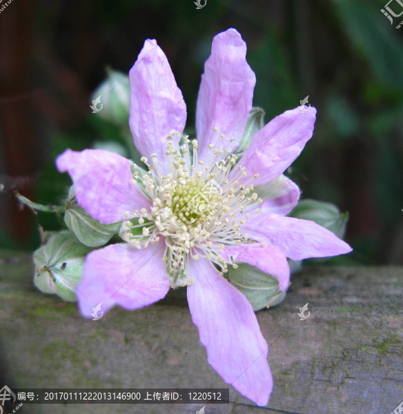 黑莓的花