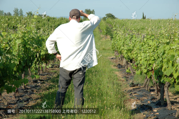 藤蔓中的男人