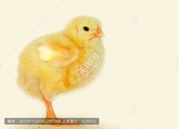 小黃雞-匯圖網(wǎng) www.fosd68.com 小黃雞
