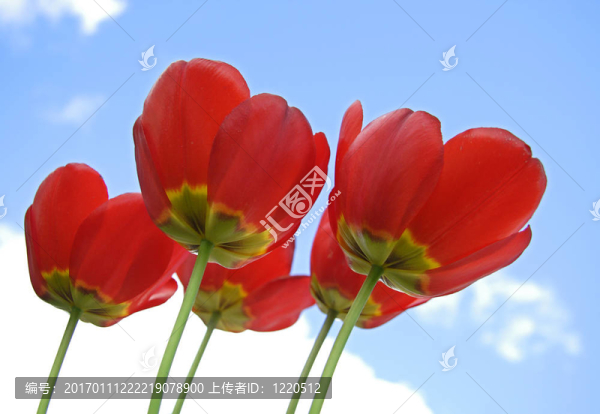 紅色郁金香和天空