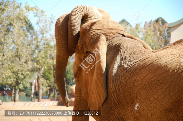 愛的2,eplephants
