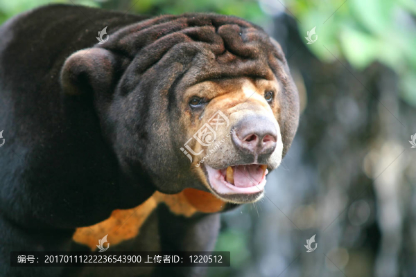 馬來熊