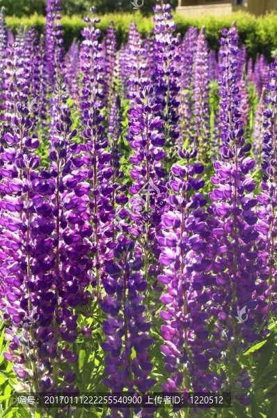 Fieldful,of,Lupins
