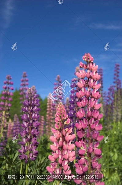 Colourful,Lupins,2