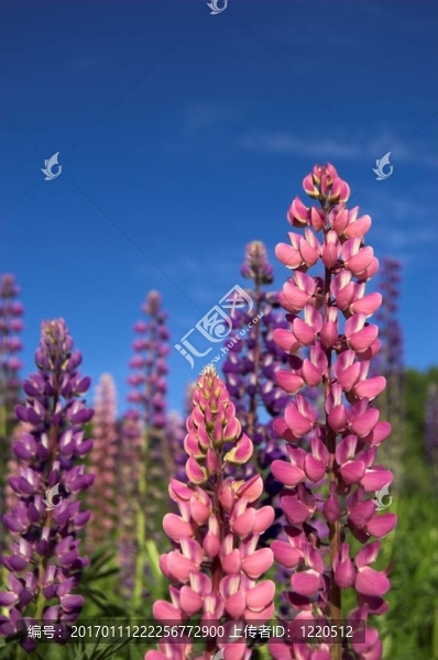 Colourful,Lupins,1