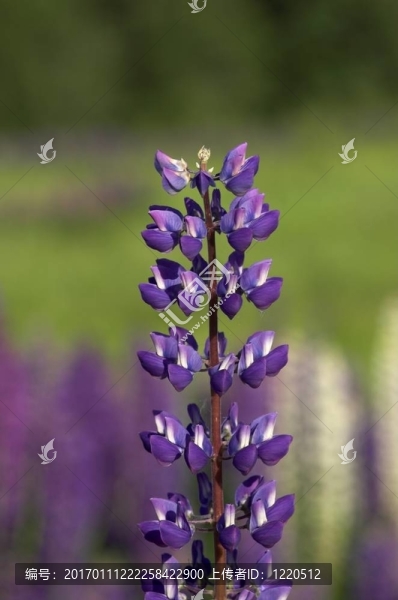 藍(lán)White,Lupin-匯圖網(wǎng) www.fosd68.com 藍(lán)White,Lupin