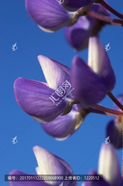 魯冰花