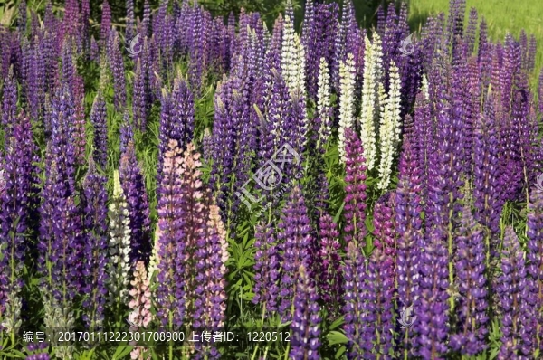 Fieldful,of,Lupins