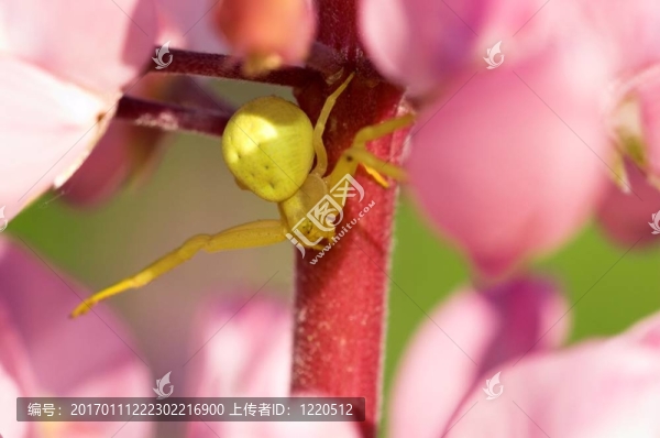 黃色的蜘蛛