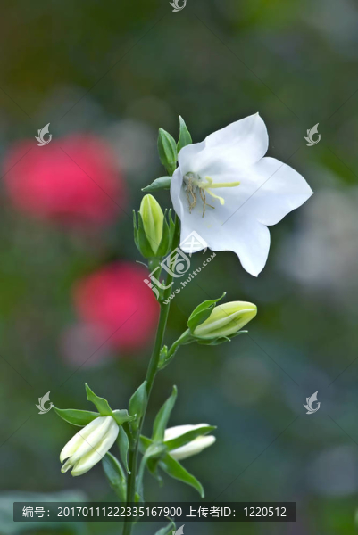 白色的鈴鐺花