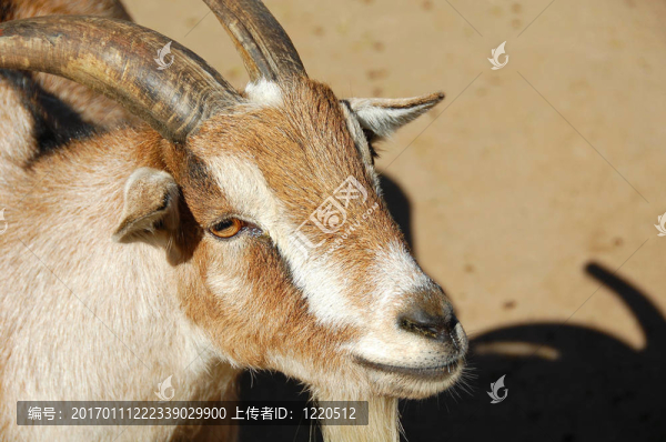 漂亮的臉