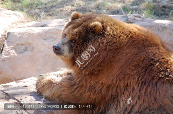 熊2-匯圖網(wǎng) www.fosd68.com 熊2