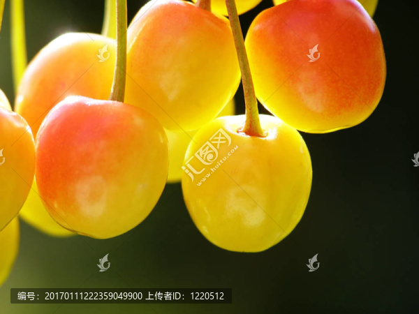 黃紅櫻桃