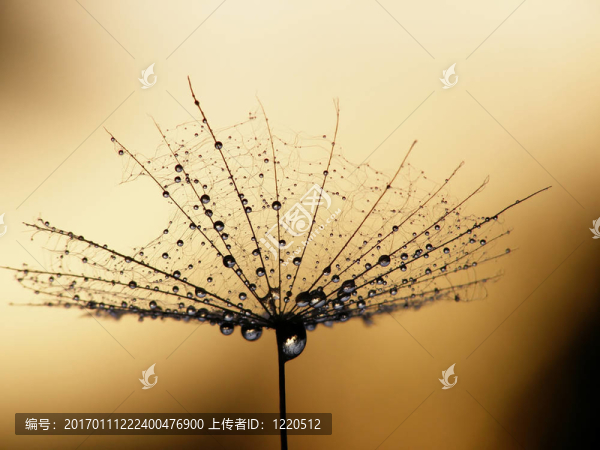 蒲公英的種子
