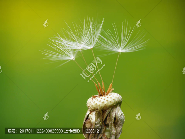 蒲公英的種子