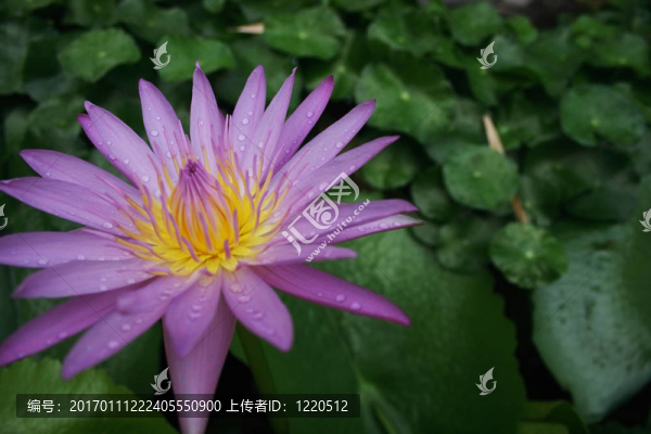 粉紅睡蓮
