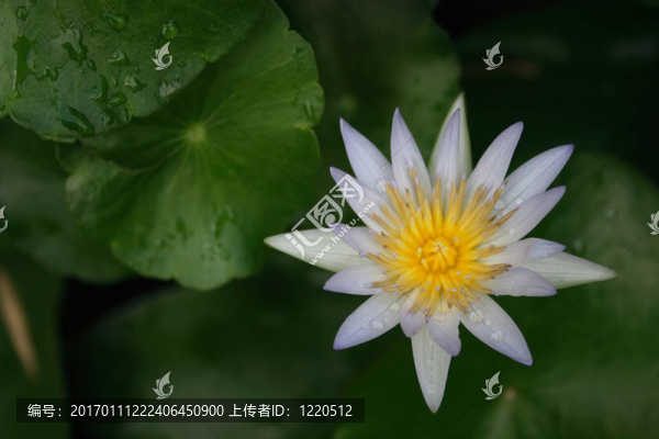 白睡蓮