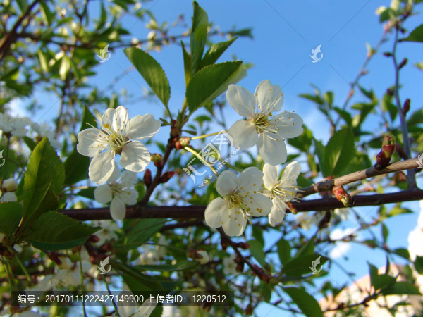 櫻花4