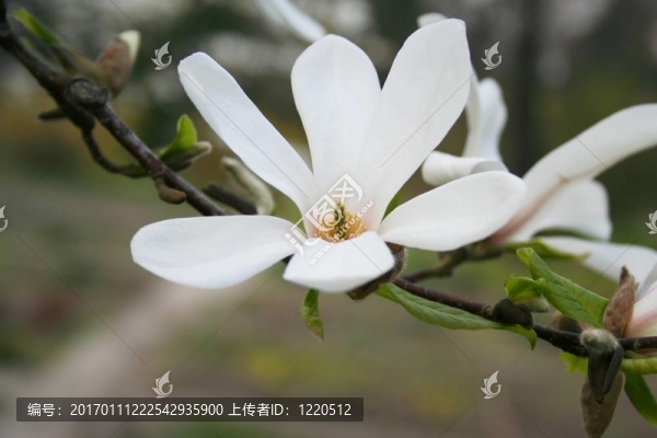 木蘭花