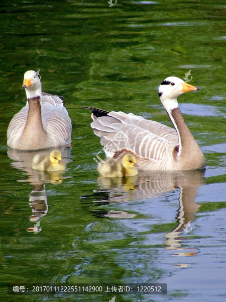 Gooses的家人