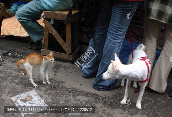 貓狗大戰(zhàn)
