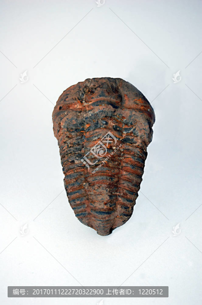 鏡眼蟲(chóng)三葉蟲(chóng)