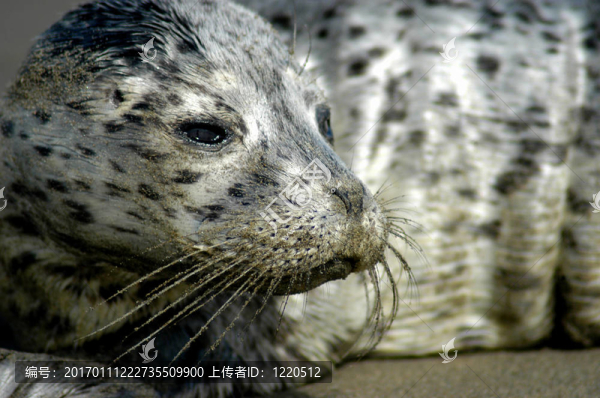 失去了Baby,Seal