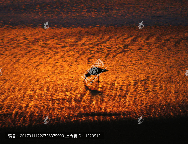 沙灘上的鳥(niǎo)