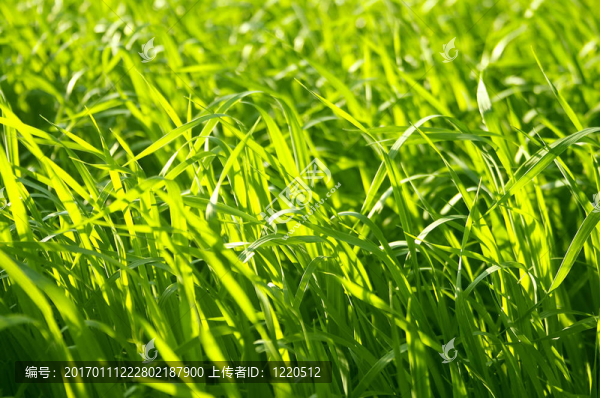 草-匯圖網(wǎng) www.fosd68.com 草