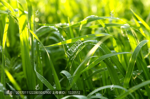 草