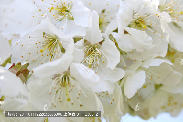 櫻花