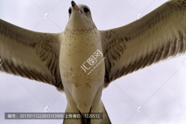 鳥瞰