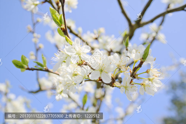 櫻花