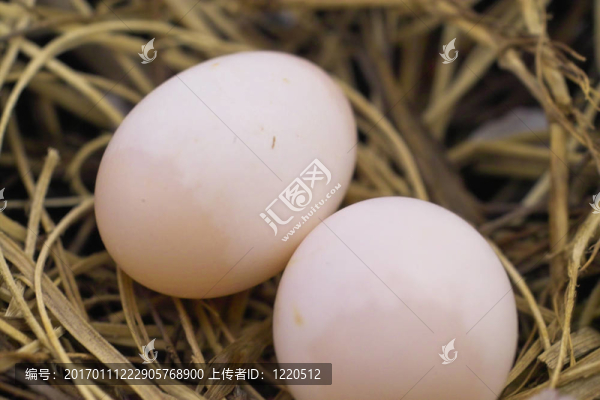 鴿子蛋