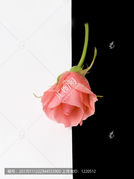 玫瑰之花