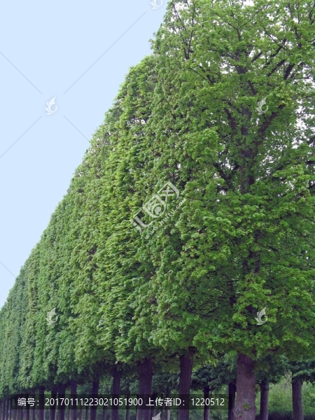 高大的樹木