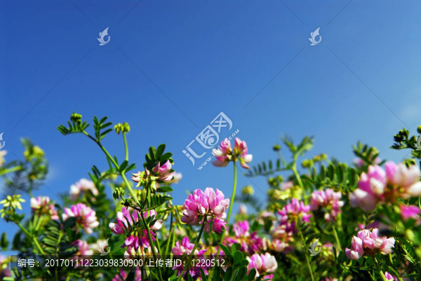夏天的草地
