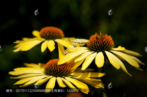 黃色的花