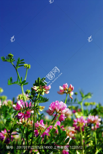 夏天的草地-匯圖網(wǎng) www.fosd68.com 夏天的草地