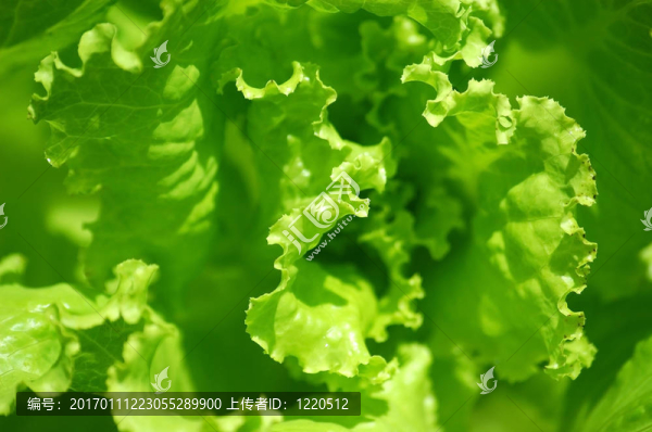 生菜