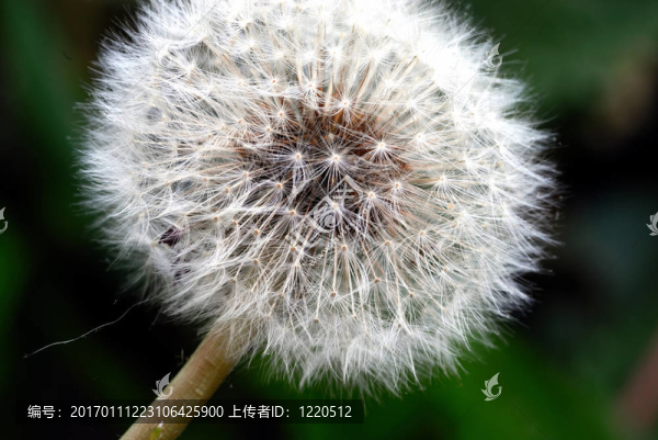 蒲公英