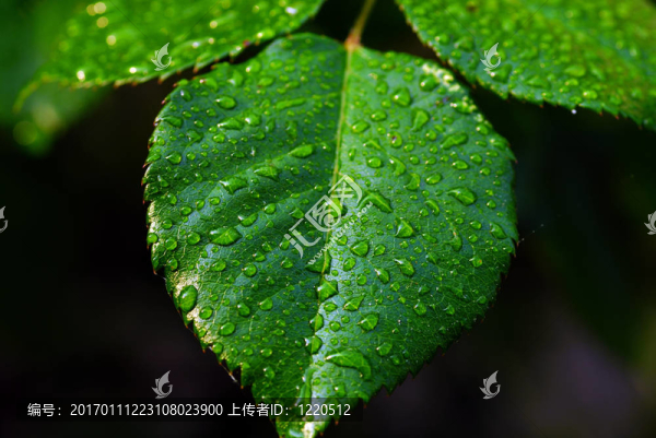 葉的露水