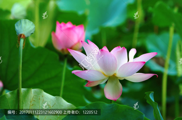 蓮子頭