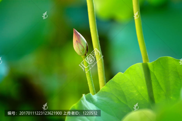 蓮花花蕾