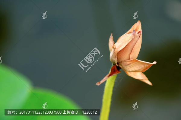 褪色的蓮花
