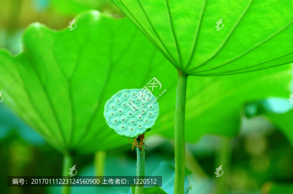 蓮子頭