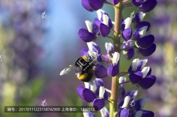 羽扇豆和大黃蜂