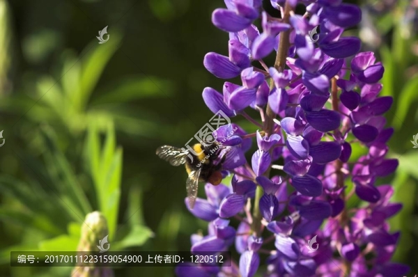 與大黃蜂的羽扇豆
