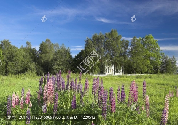 夏天的風(fēng)景