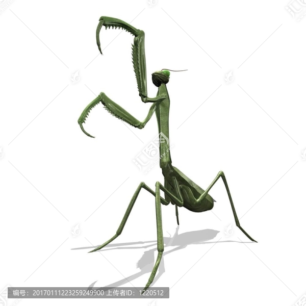 螳螂